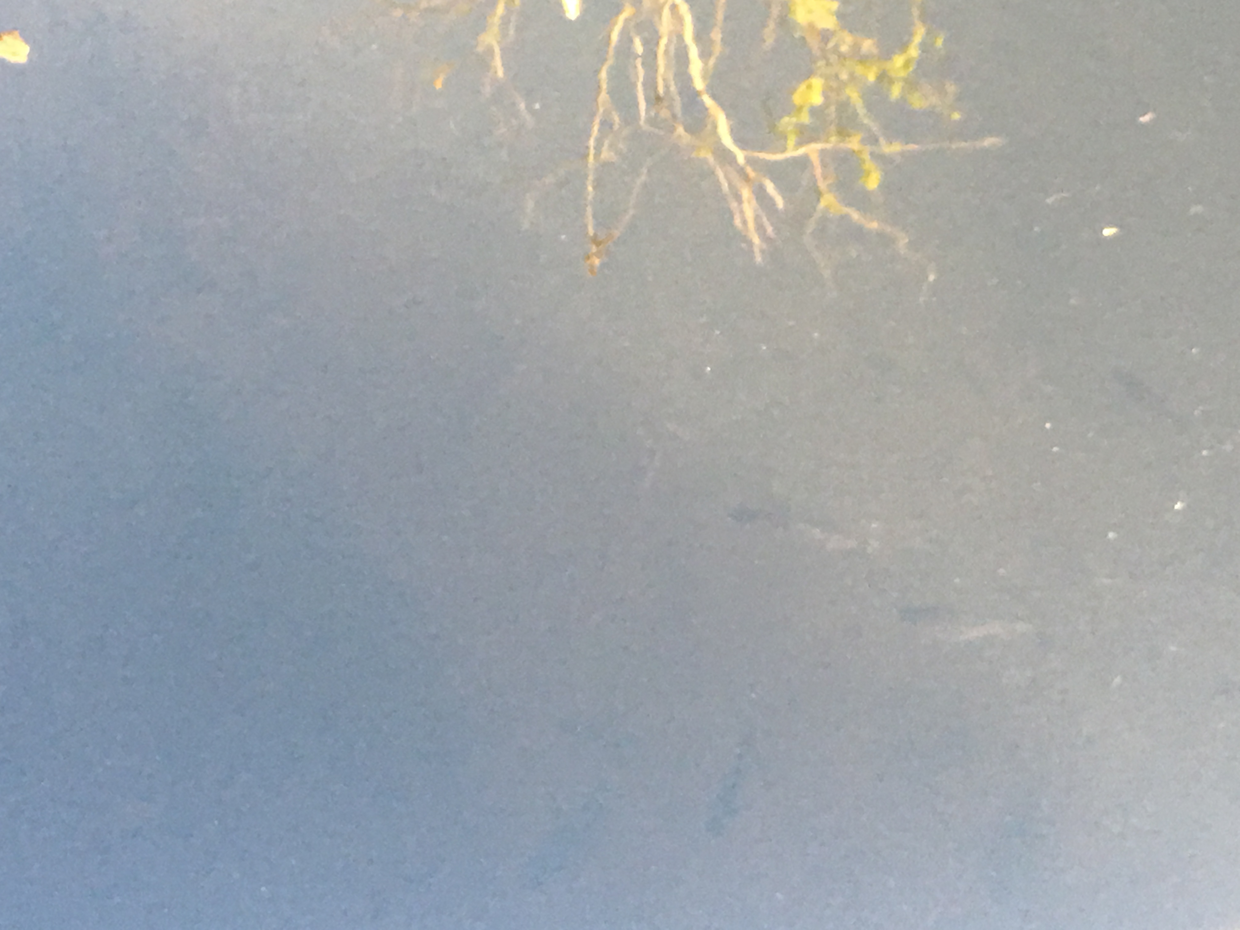 airboat ride near me